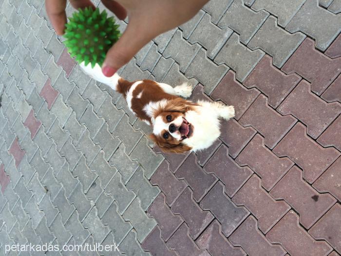 tarÇin Erkek Cavalier King Charles Spanieli