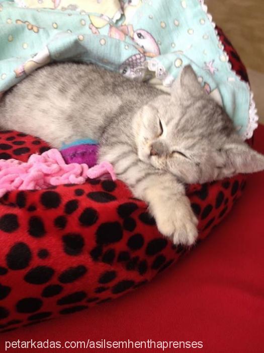 prenses Dişi British Shorthair