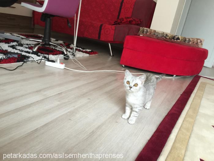 prenses Dişi British Shorthair