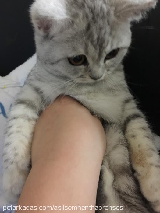 prenses Dişi British Shorthair