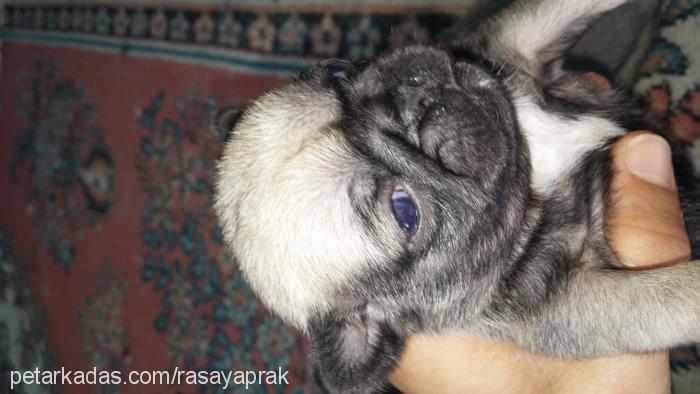 raşa Dişi Pug