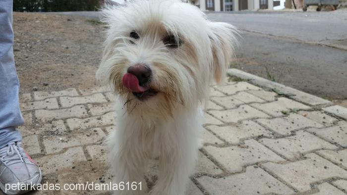 İnci Dişi Bichon Havanese