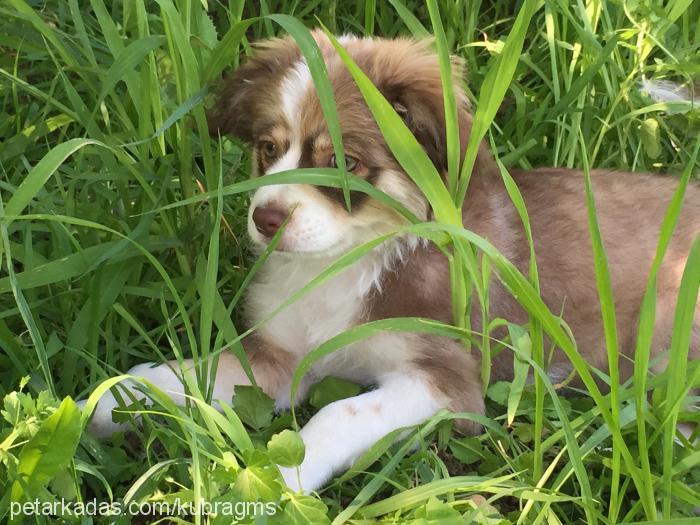 maya Dişi Border Collie