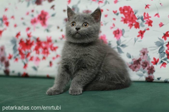 badem Dişi Scottish Fold