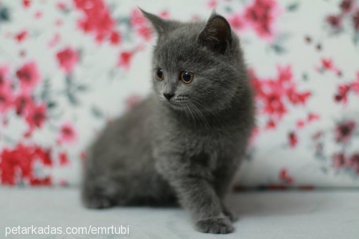 badem Dişi Scottish Fold