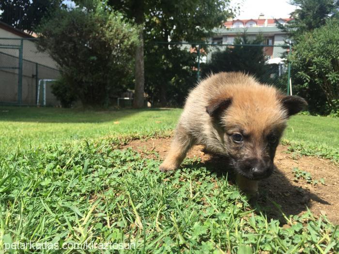 kahve Dişi Alman Çoban Köpeği