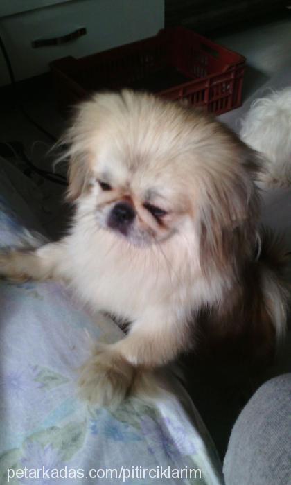 fıstık Dişi Pekingese