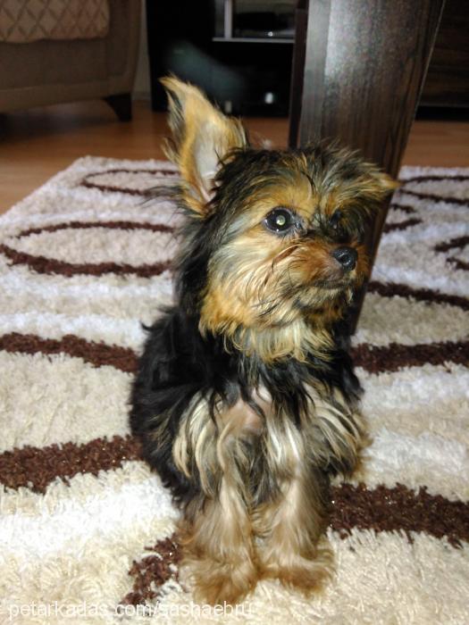 sasha Dişi Yorkshire Terrier