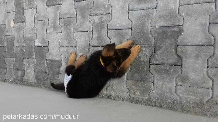 müdür Erkek Alman Çoban Köpeği