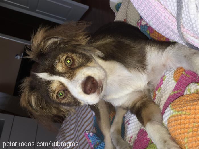 maya Dişi Border Collie