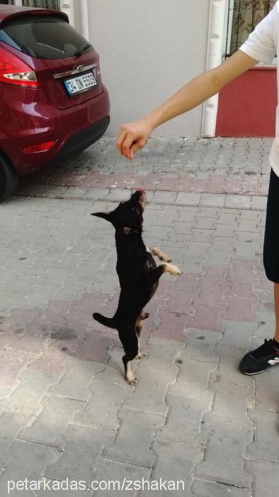 çiko Erkek Minyatür Pinscher