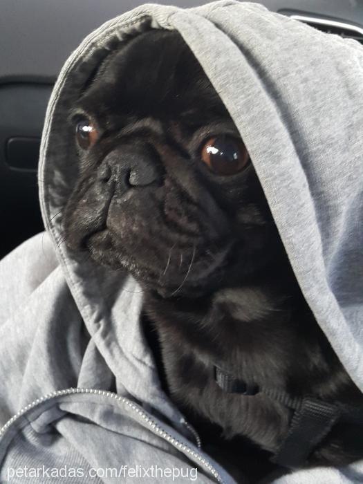 felix Erkek Pug