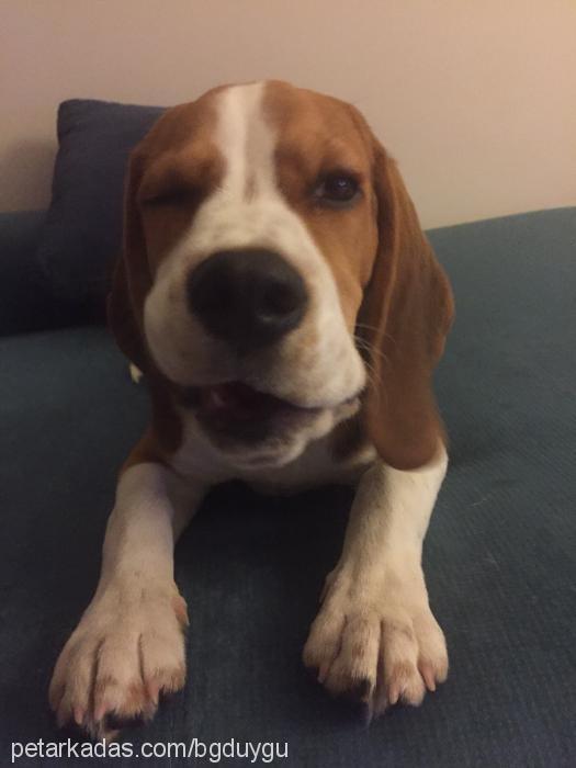 kaju Erkek Beagle