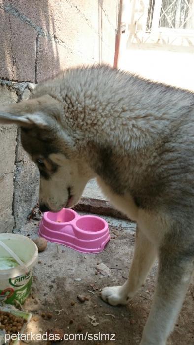 diva Dişi Sibirya Kurdu (Husky)