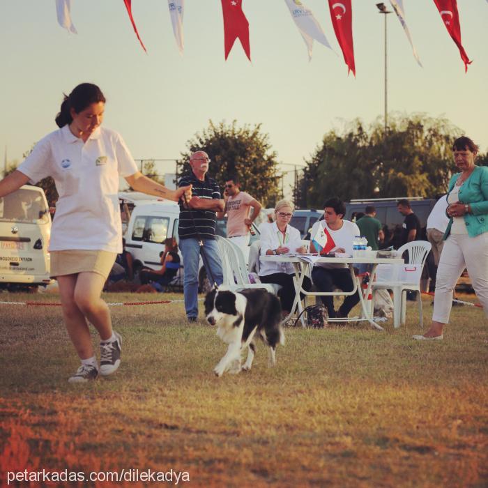 adya Dişi Border Collie