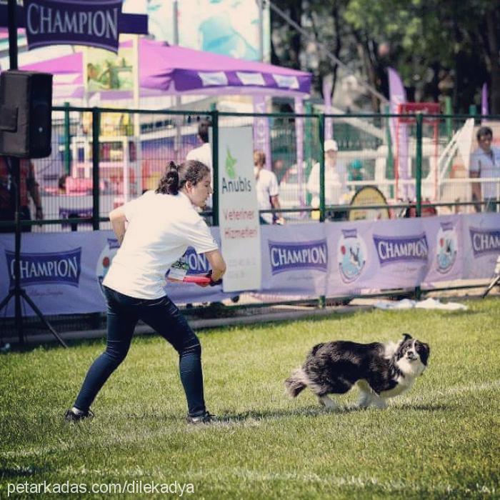 adya Dişi Border Collie