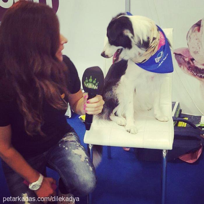 adya Dişi Border Collie