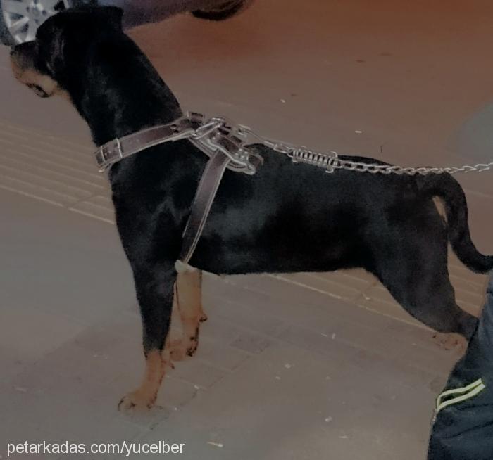 Şila Dişi Rottweiler