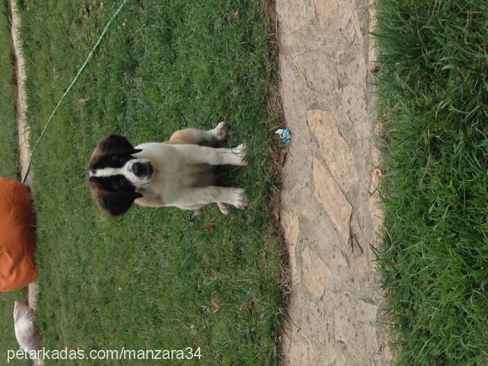 Şef Dişi St. Bernard (Saint Bernard)