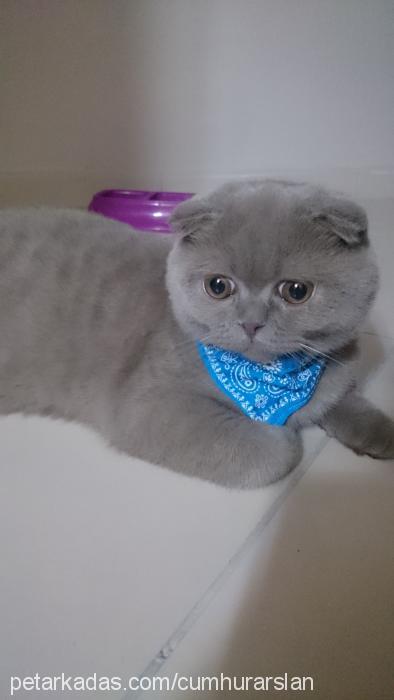 cumhur Erkek Scottish Fold