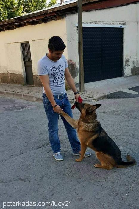 lucy Dişi Alman Çoban Köpeği