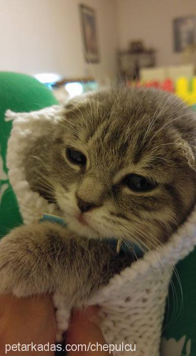 peri Dişi Scottish Fold