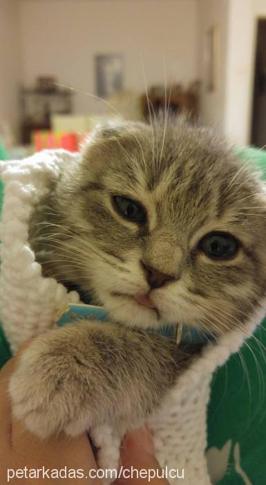 peri Dişi Scottish Fold