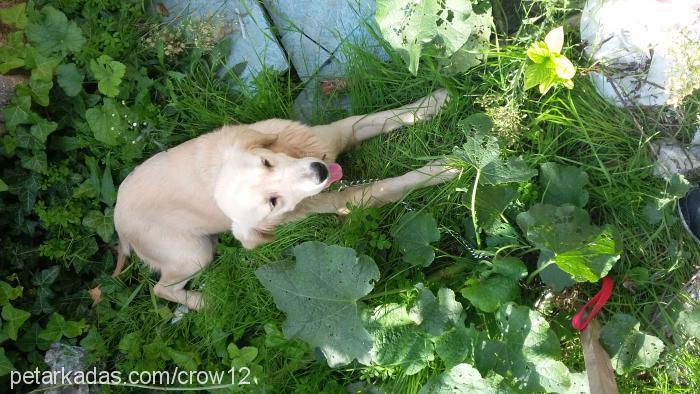 alis Dişi Golden Retriever