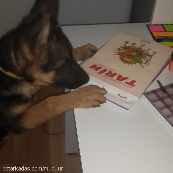 müdür Erkek Alman Çoban Köpeği