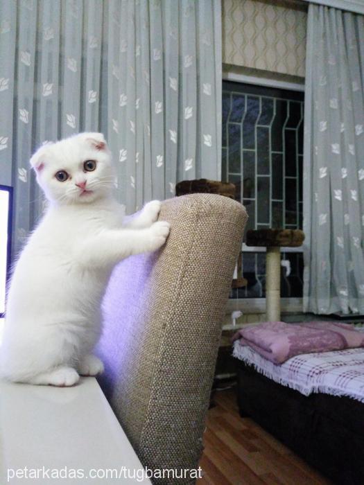 lokum Dişi Scottish Fold