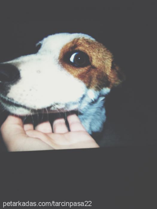 tarçınpaşa Erkek Jack Russell Terrier