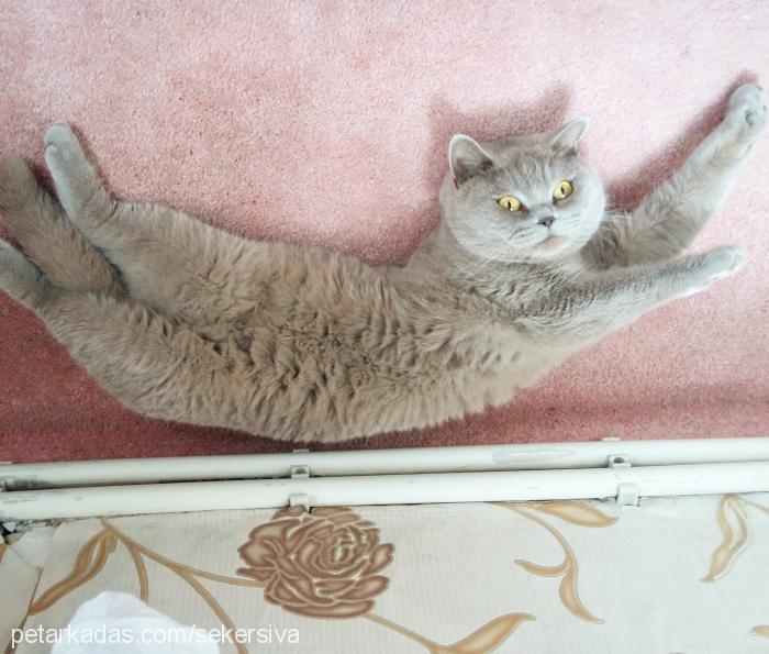 zarİfe Dişi British Shorthair