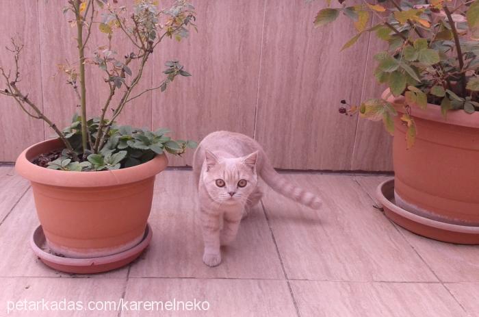 karemel Dişi British Shorthair