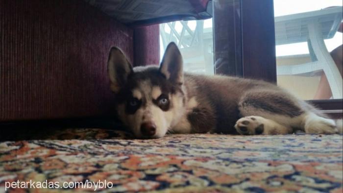 ares Erkek Alaskan Malamute