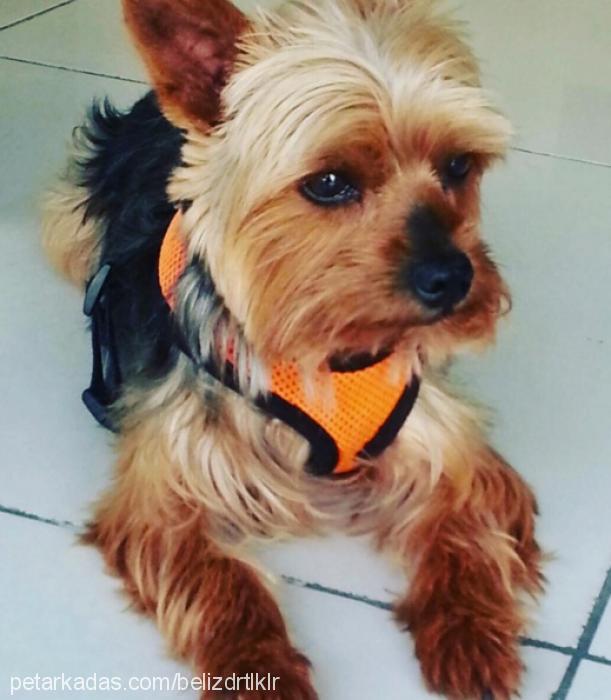 maÇo Erkek Yorkshire Terrier