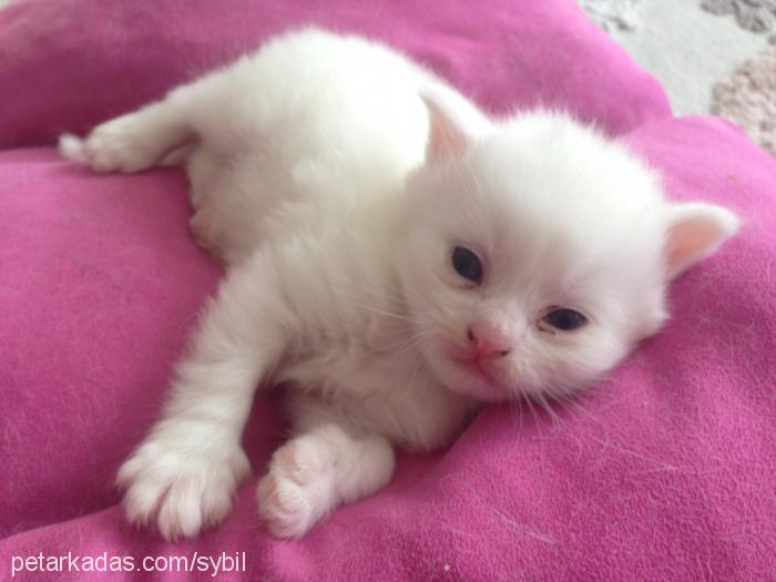 milky Dişi British Shorthair