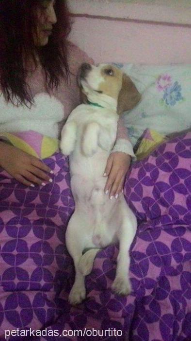 tito Erkek Beagle