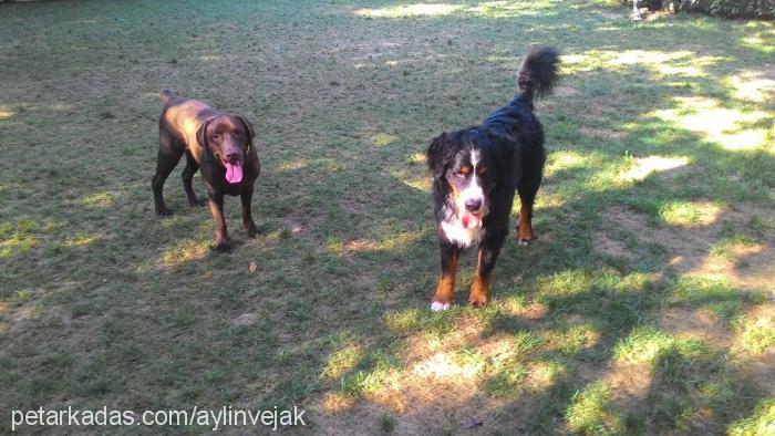 fenix Erkek Bernese Dağ Köpeği