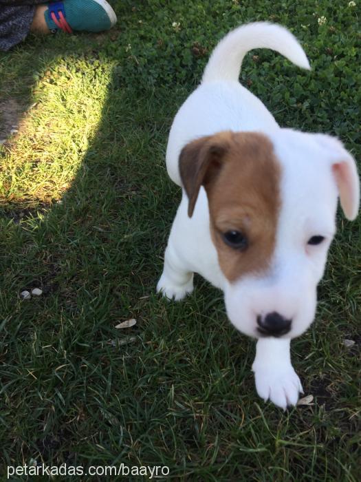 İsot Erkek Jack Russell Terrier