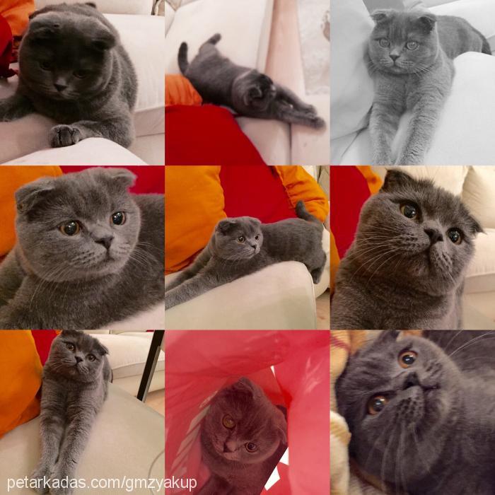 bıcırık Dişi Scottish Fold