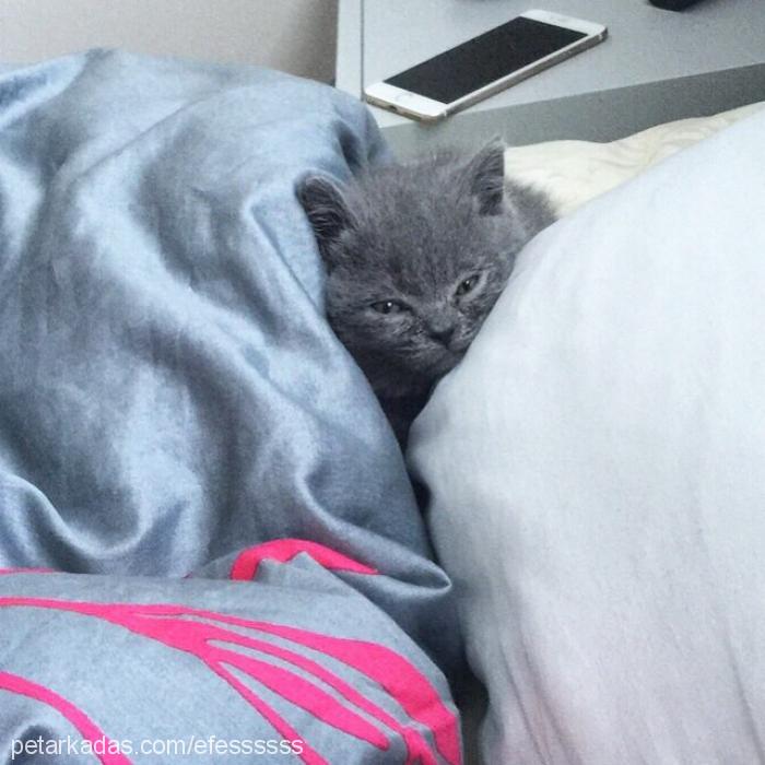 çaki Erkek British Shorthair