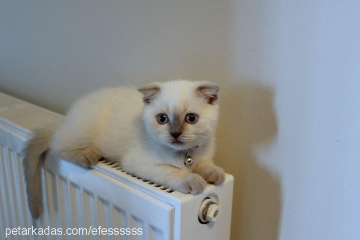 tiffani Dişi Scottish Fold