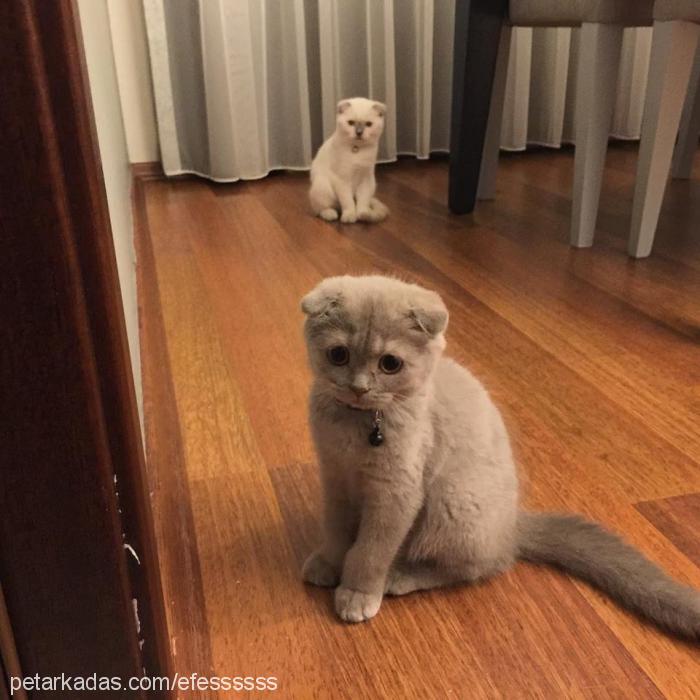 daisy Dişi Scottish Fold