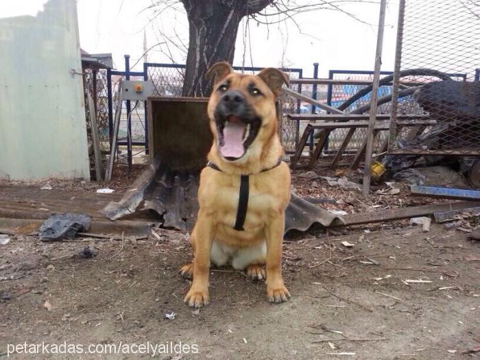 serseri Dişi Amerikan Staffordshire Terrier