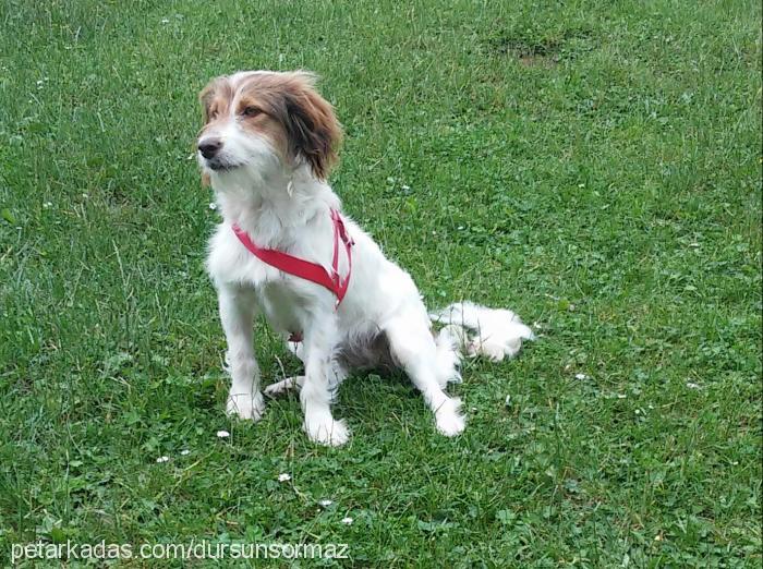 lucykızımaevbak Dişi Fox Terrier (Smooth)