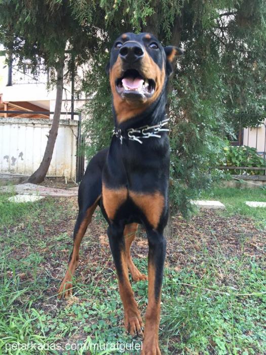 kontes Dişi Doberman Pinscher