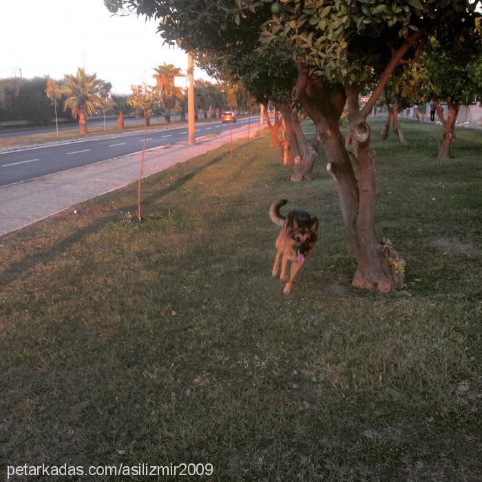 aşil Erkek Alman Çoban Köpeği