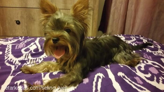 doruk Erkek Yorkshire Terrier