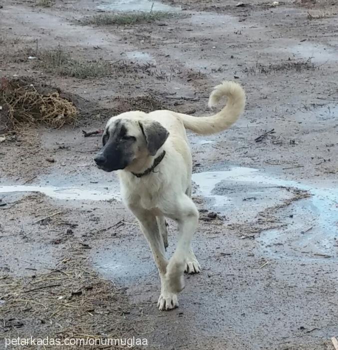 karabaş Erkek Sokö (Sokak Köpeği)