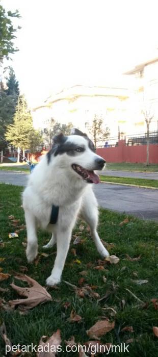 maya Dişi Alaskan Malamute